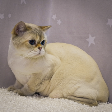 Стрижка кошек, оздоровление шерсти
